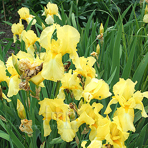 Iris - 'Fall Primrose'