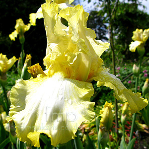 Iris - 'Norfolk Belle'