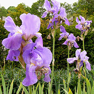 Iris pallida (Bearded Iris)