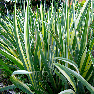 Iris pallida - 'Aurea Variegata' (Bearded Iris): Information, Pictures ...