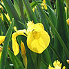 Iris pseudacorus - Yellow Water Flag