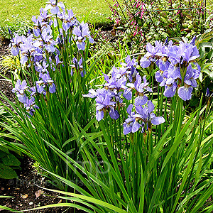 Iris sibirica (Siberian Iris)