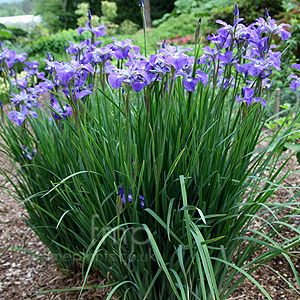 Iris sibirica - 'Ann Marie Troeger'