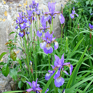 Iris sibirica - 'Tropic Night'