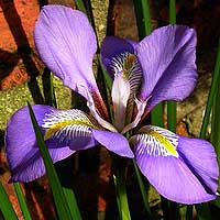 Iris unguicularis