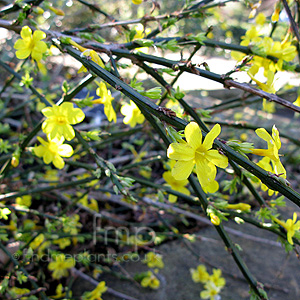 Jasminum nudiflorum (Winter Jasmine)