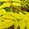 Jasminum officinalis - Aureum - Golden Jasmine, Jasminum