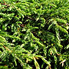 Juniperus communis - Repanda