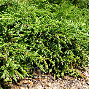 Juniperus communis - 'Repanda'