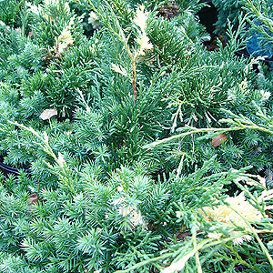 Juniperus chinensis - 'Kaizuka Variegata' (Juniper)