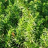 Juniperus  rigida - Conferta