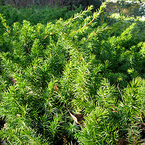Juniperus  rigida - 'Conferta'