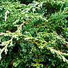 Juniperus chinensis - Sargentii - Chinese Juniper