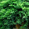 Juniperus scopulorum - Prostrata - Rocky Mountain Juniper