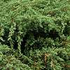 Juniperus squamata - Juniper