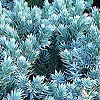 Juniperus squamata - Blue Star - Juniper