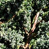 Juniperus squamata - Meyeri - Juniper