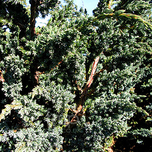 Juniperus squamata - 'Meyeri' (Juniper)
