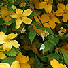 Kerria japonica - Kerria