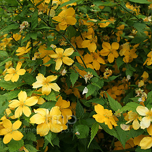 Kerria japonica (Kerria)