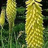 Kniphofia - Primerose Beauty - kniphofia, Red Hot Poker