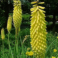 Kniphofia - 'Primerose Beauty' (Kniphofia, Red Hot Poker)