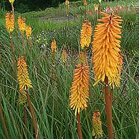 Kniphofia - 'Shining Sceptre'