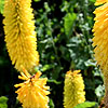 Kniphofia - Buttercup