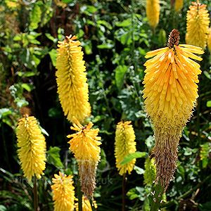 Kniphofia - 'Buttercup'