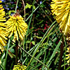 Kniphofia - Dorset Sentry - kniphofia, Red Hot Poker