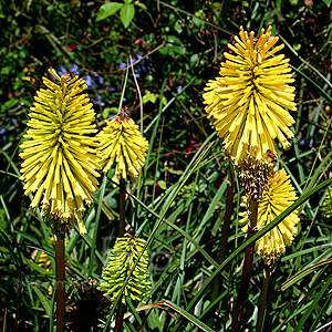 Kniphofia - 'Dorset Sentry' (Kniphofia, Red Hot Poker)