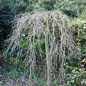 Laburnum anagyroides - 'Pendulum' (Laburnum, Golden Chain)