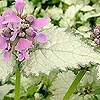 Lamium maculatum - Pink pewter - Dead Nettle