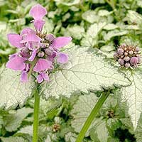 Lamium maculatum - 'Pink pewter' (Dead Nettle)