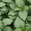 Lamium maculatum - Beacon Silver - Dead Nettle