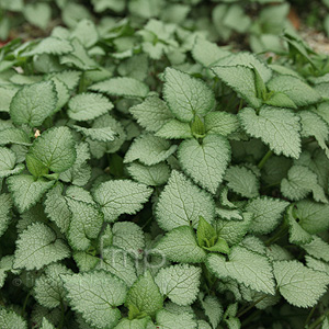 Lamium maculatum - 'Beacon Silver' (Dead Nettle)