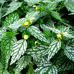 Lamium - 'Silberteppich'