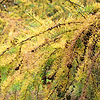 Larix kaempferi - Japanese Larch, Larix