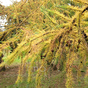 Larix kaempferi (Japanese Larch, Larix)