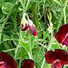 Lathyrus odoratus - Beaujolais - Sweet pea, Lathyrus