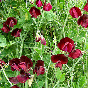 Lathyrus odoratus - 'Beaujolais' (Sweet Pea, Lathyrus)