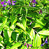 Lathyrus vernus - Herbaceous sweet pea, Lathyrus