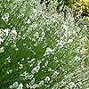 Lavandula angustifolia - Alba - Lavender