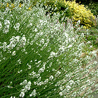 Lavandula angustifolia - 'Alba' (Lavender)