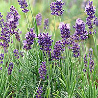 Lavandula angustifolia - 'Hidcote' (Lavender, Lavandula)