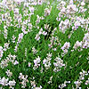 Lavandula angustifolia - Clarmo - Lavender