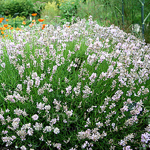 Lavandula angustifolia - 'Clarmo' (Lavender)