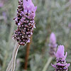 Lavandula dentata - Candicans - Gray Leaved French Lavender