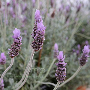 Lavandula dentata - 'Candicans' (Gray Leaved French Lavender)