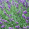 Lavandula angustifolia - Imperial Gem - Lavender